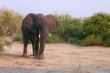Elefante